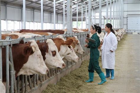 牛场的设计原则 - 上海凯迈生物科技有限公司