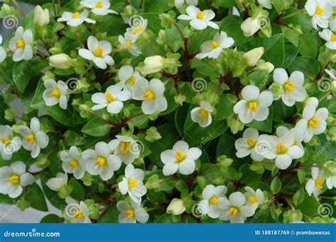 A Close Up of White Flowers of Begonia Semperflorens-cultorum (group of ...