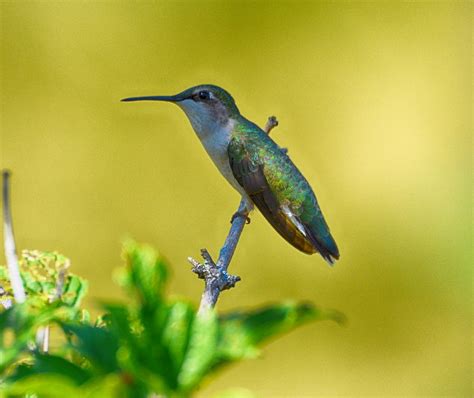 Image result for Nmap Input File