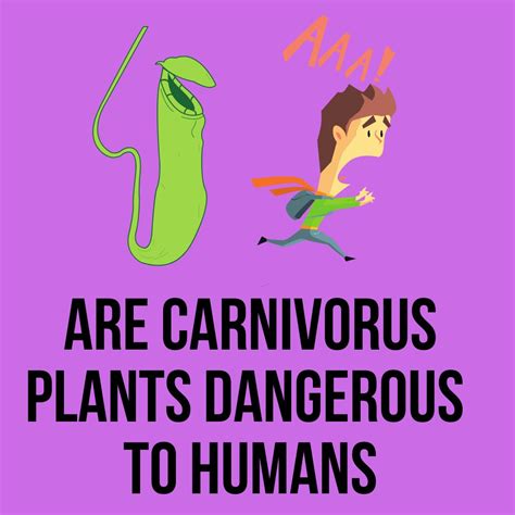 Do Carnivorous Plants Eat Humans? Easy Answer (2023) – Gardening For You