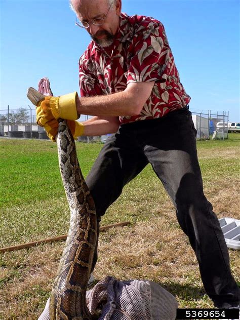 Burmese Pythons 的图像结果