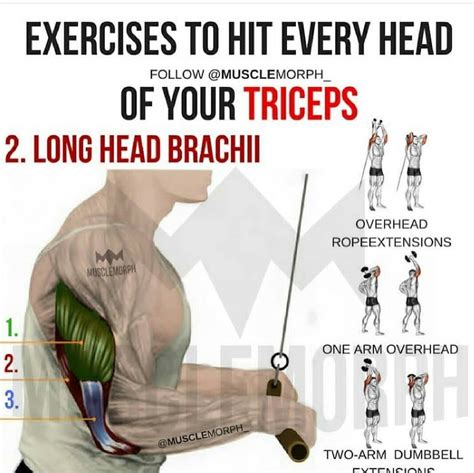 Triceps (Long Head Brachi) | Gym workout tips, Triceps workout, Triceps