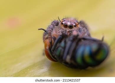 Image result for Spider-Man Web Tutorial