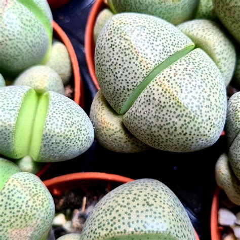 Pleiospilos nelii 'Split Rock' Succulent – Coastal Succulents, Cacti ...