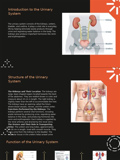 Image result for Urinary System.pdf