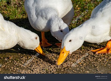 Ducks In Farm: Over 109,244 Royalty-Free Licensable Stock Photos ...