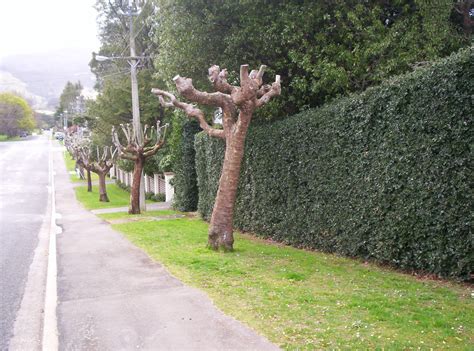 Image result for Pollarding