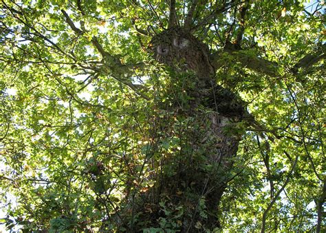 Image result for Tree Ent