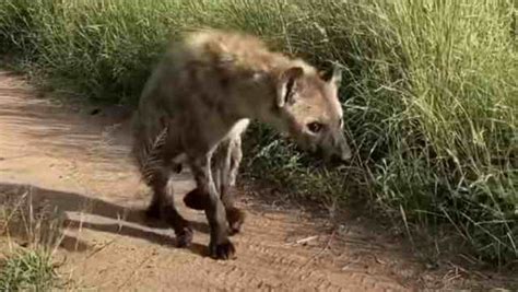 Hyena Killed by Lion 的图像结果