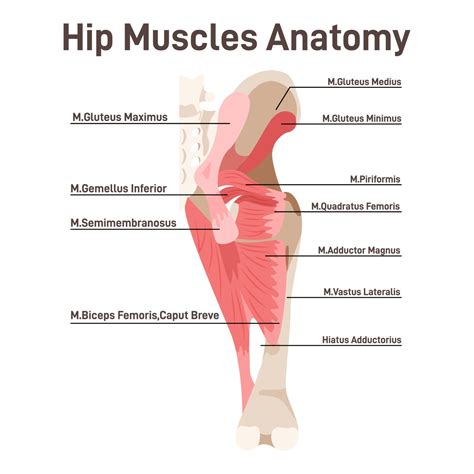 Image result for Lower Back Hip Muscles