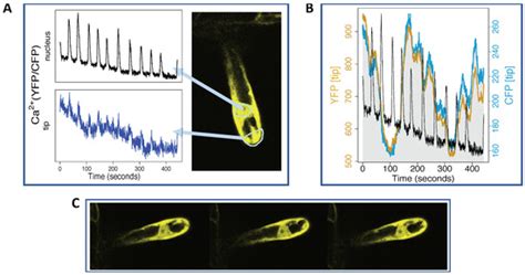 What Drives Symbiotic Calcium Signalling in Legumes? Insights and ...