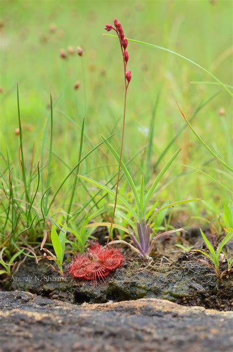 India Flora Online