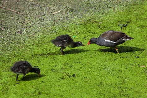 Moorhen (Gallinula Chloropus) - Food, Habitat and Identification