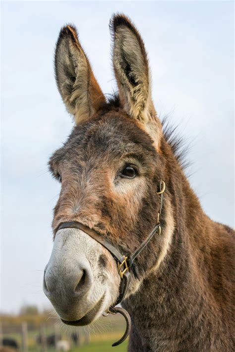 100+ Best Donkey Photos · 100% Free Download · Pexels Stock Photos