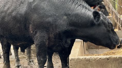 Kentucky law enforcement agencies investigating multiple cattle theft ...