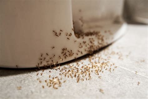 How to Get Rid of Ants in Bathroom | Seaside Pest Control