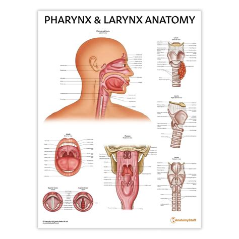 Throat Anatomy Parts and Their Functions