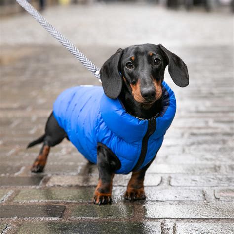 Blue and Navy Dog Puffer Jacket – Hugo & Hudson London