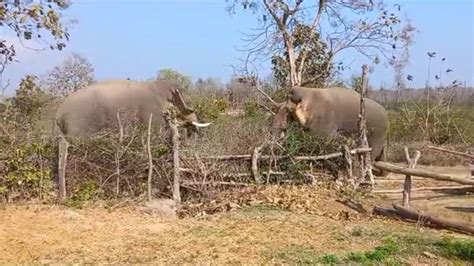 Hathi VS Hathi: क्या होगा जब दो हाथी आ जाए एक-दूसरे के सामने? Video ...