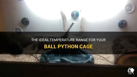 Image result for How Long Are Ball Python Cages