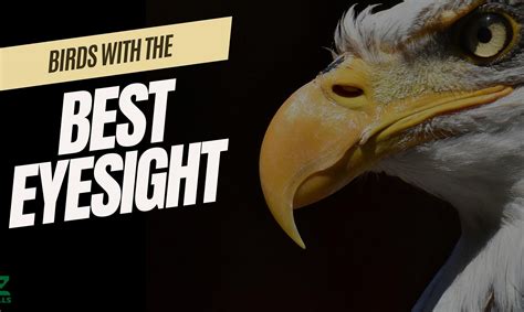 The Top 10 Birds With the Strongest and Best Eyesight - A-Z Animals
