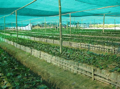 Horticulture :: Plantation Crops :: Tea