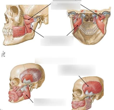 Muscles of Mastication Lecture 的图像结果