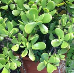 Cloud Farm Jade Plant Price in India - Buy Cloud Farm Jade Plant online ...