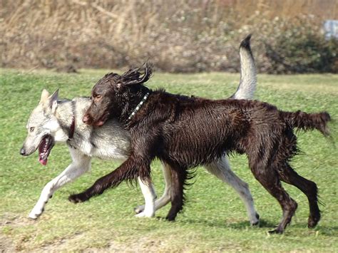Dog Humping and Mounting: Is This Normal Behavior?| Dogsee