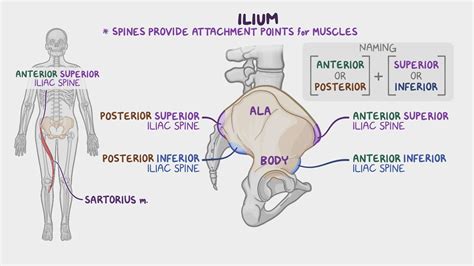 Sacral Torsion: What Is It, Causes, Treatment, and More | Osmosis