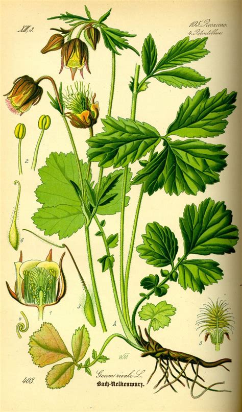 Geum rivale - Knikkend nagelkruid, Water avens, Indian chocolate ...