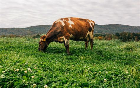 About | Maple Hill Creamery