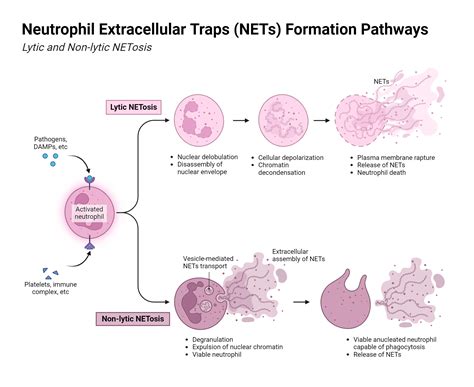 Neutrophil Extracellular Traps (NETs) Formation Pathways | BioRender Science Templates