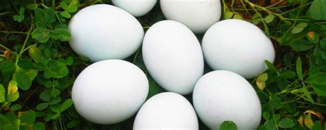 鹅蛋孵化多少天停止翻蛋，怎样人工孵化鹅蛋_中国历史网