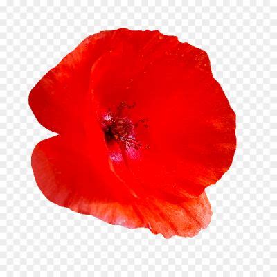 Poppy-PNG-Clipart-03VIF750.png PNG Images Icons and Vector Files ...