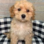 Image result for Dogs 101 Cockapoo