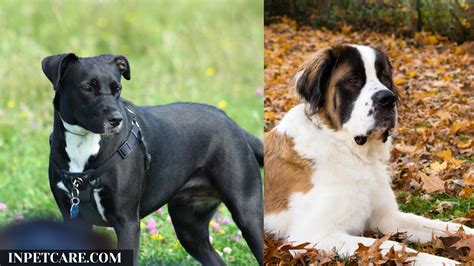 Pitbull Saint Bernard Mix: A St Bullnard Guide (+Pictures)