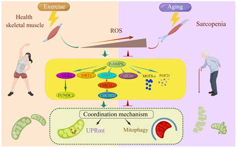Exercise Improves the Coordination of the Mitochondrial Unfolded ...