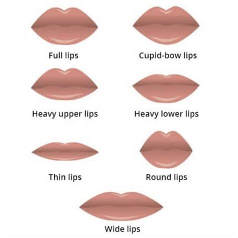 Which one are you? 👄💋 | Types of lips shape, Lip shapes, Cupids bow lips