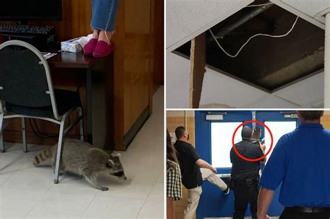 Raccoon falls through ceiling during class after pests invade Texas' McCallum High School