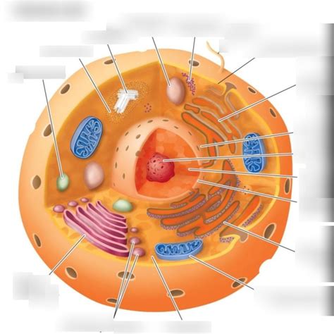 Animal Cell Organelles Diagram | Quizlet