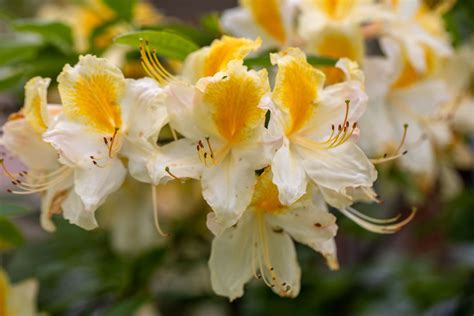 10 Types of Azaleas for Your Flower Garden