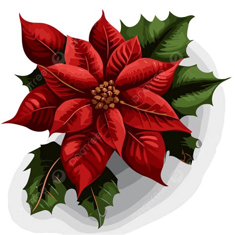 Poinsettia Plant Clipart Free