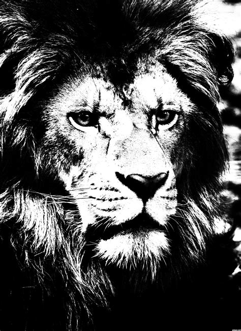 High-contrast black and white image of a lion | Photography contests ...