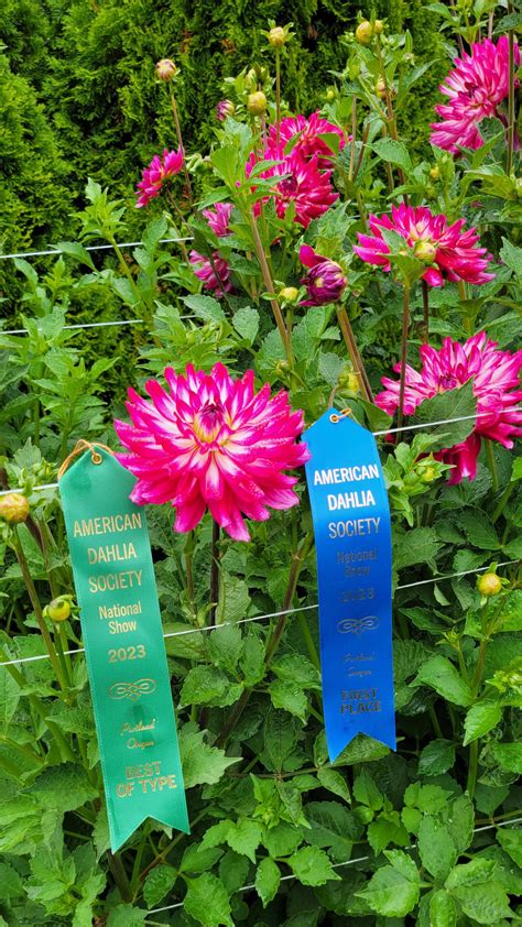 My very first dahlia show ever was last weekend at the 56th American ...