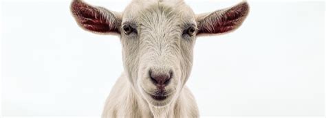 Image result for Sales Forecasting Using Linear Regression