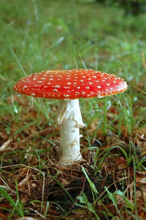 Image result for Mushroom Huge Dataset Classification Python
