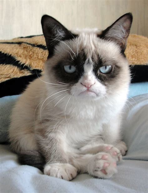 Image result for Grumpy Cat Origin