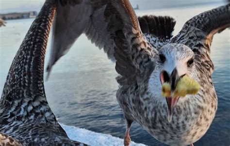 Download wallpaper currants, Seabirds, food, section animals in ...