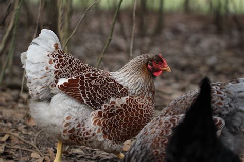 Blue Wyandotte Chicken